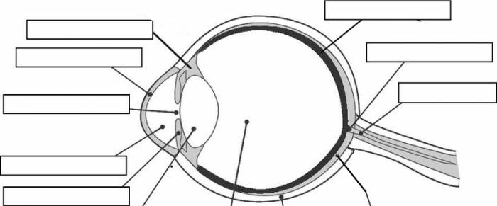<p>label the other parts of the eye</p>
