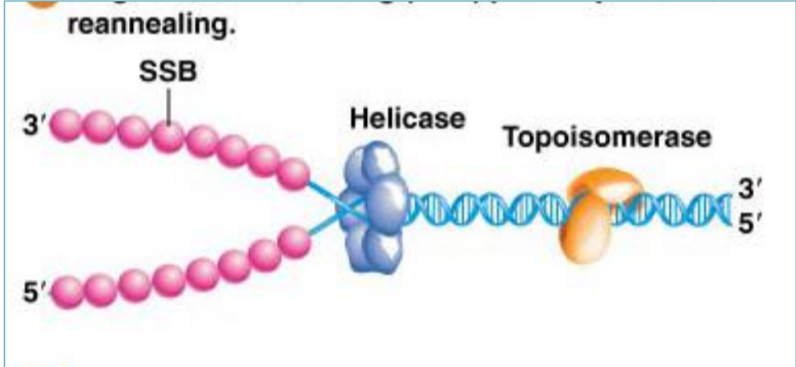 <p>Single-strand binding proteins (SSBP)</p>
