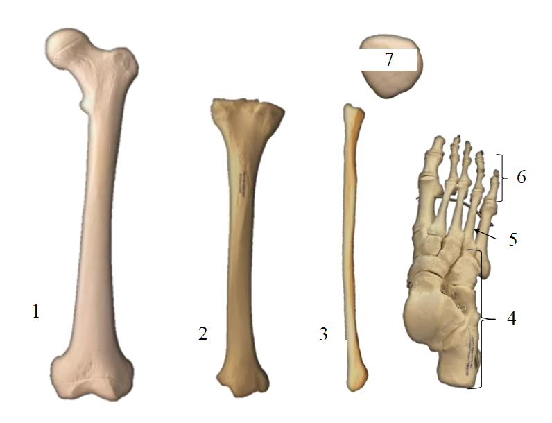 <p>Name the bones/structures 1-7.</p>