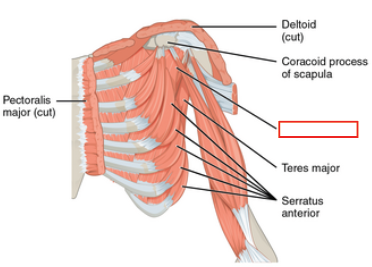 <p>Medial rotation of arm</p>