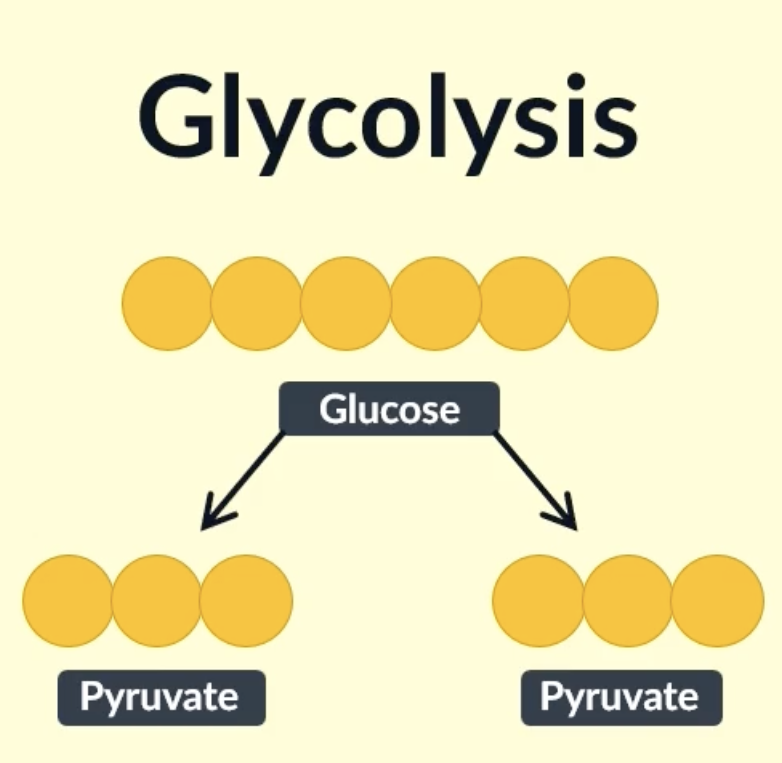 <p>first stage of aerobic and anaerobic respiration</p><p>takes place in the cytoplasm </p><p>doesnt require oxygen </p><p>converts glucose into pyruvate (3C)</p>