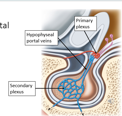 <p>network of blood vessels connecting the hypothalamus and anterior pituitary. Consists of:</p><ul><li><p>Primary Plexus</p></li><li><p>Hypophyseal Portal Veins</p></li><li><p>Secondary Plexus</p></li></ul><p></p>