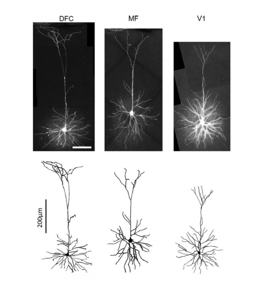 <p>Pyramidal Neuron : Function : Transmits impulses in the cerebral cortex and is involved in voluntary motor control and higher brain functions.</p>