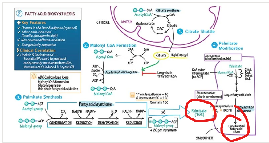 <p>What is the overall goal of fatty acids synthesis</p>