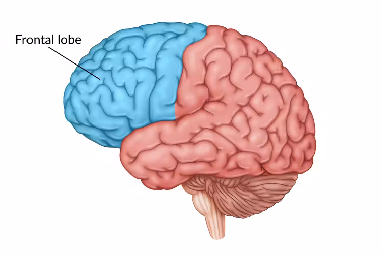 <ul><li><p><strong>enables linguistic processing, muscle movements, higher order thinking, executive function (ex: making plans + judgements)</strong></p><ul><li><p>the portion of the cerebral cortex lying just behind the forehead</p></li></ul></li></ul><p></p>