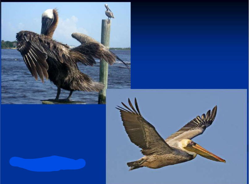 <p>Order Pelecaniformes<br>Family Pelecanidae<br>Brown Pelican</p>