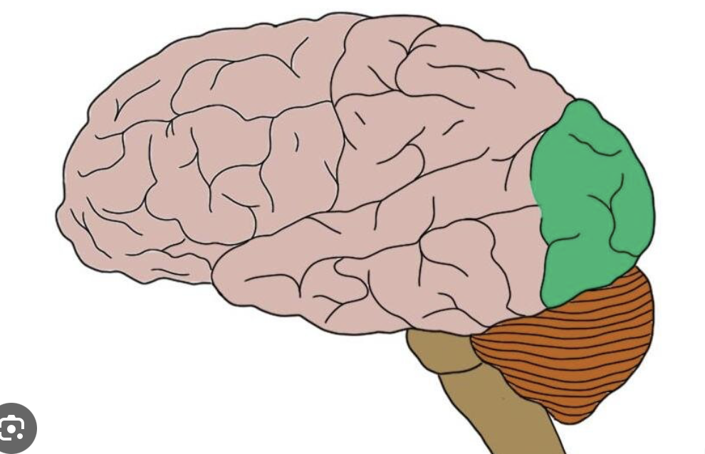 <p>hint - back of the skull</p>