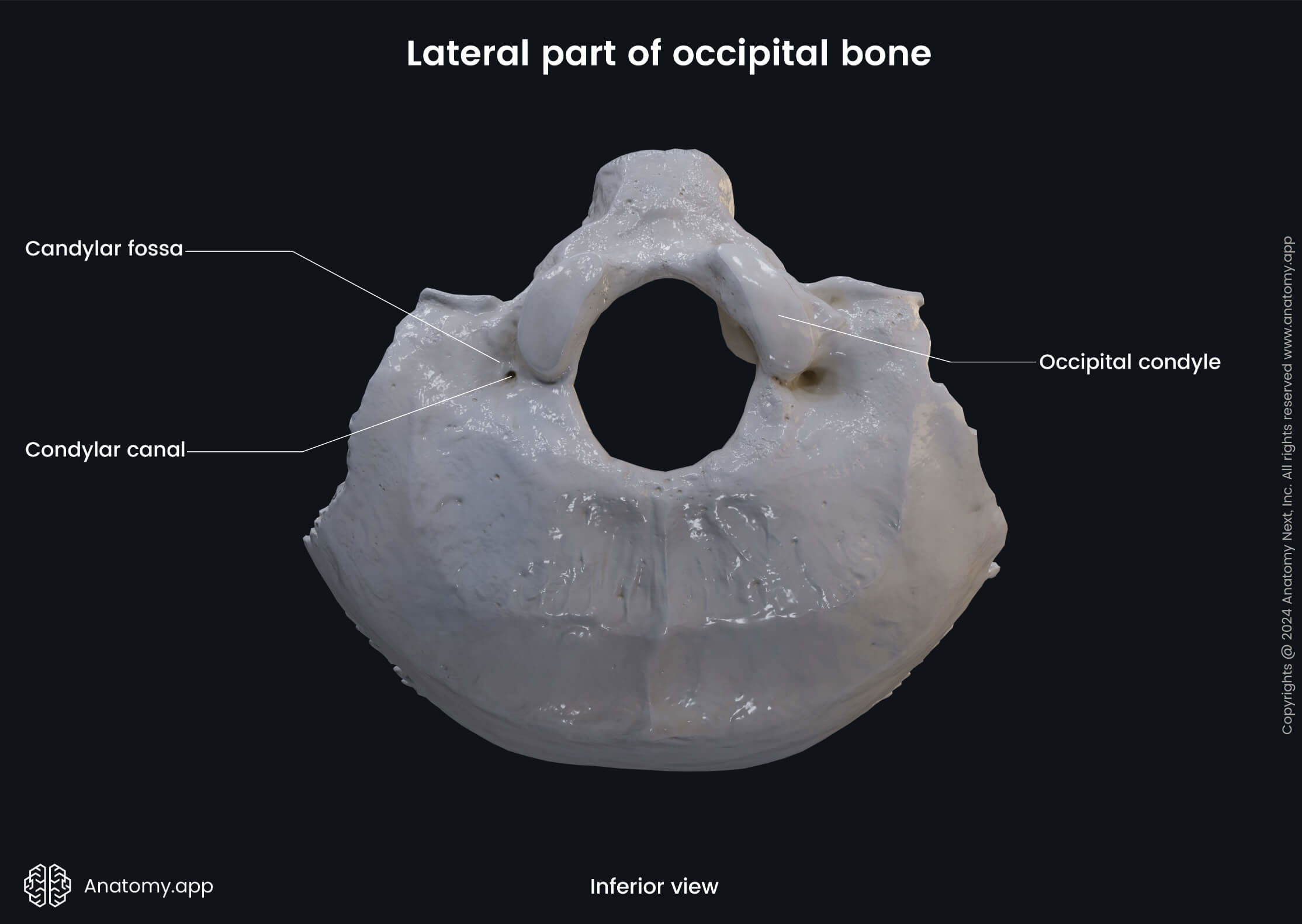 <p>Structures of the <strong>occipital bone</strong> that <strong>articulate with the atlas</strong></p>