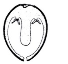 <p><span style="background-color: transparent; font-family: "Times New Roman", serif;">Explain or diagram the anatomical difference of protobranch mantle cavities in bivalves. Include the prey or food types.</span></p>