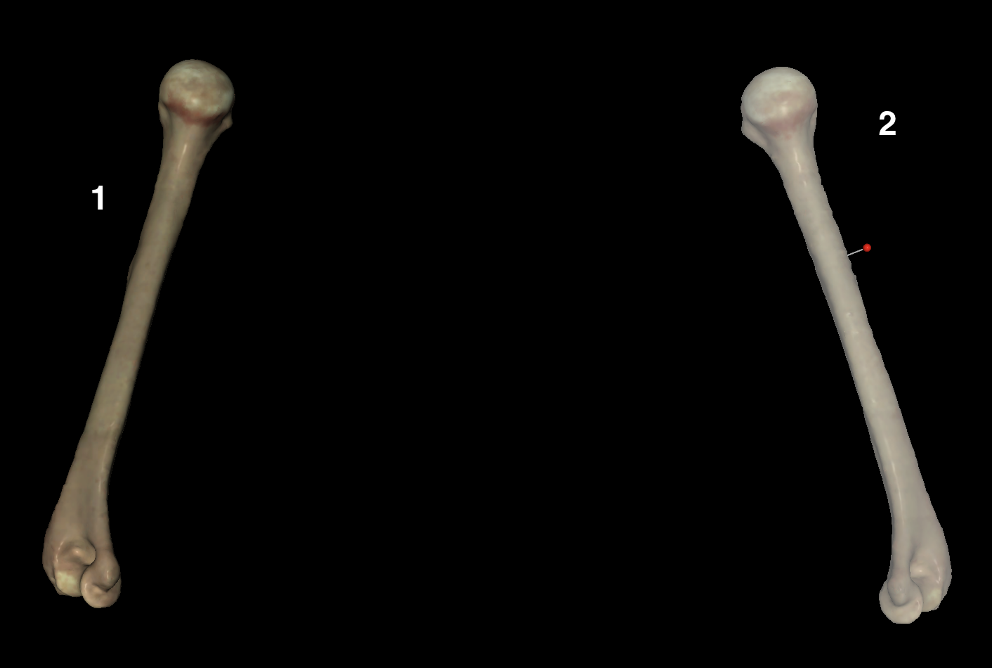 <p>Which number is the left humerus?</p>