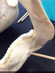 <p>what is this?</p>