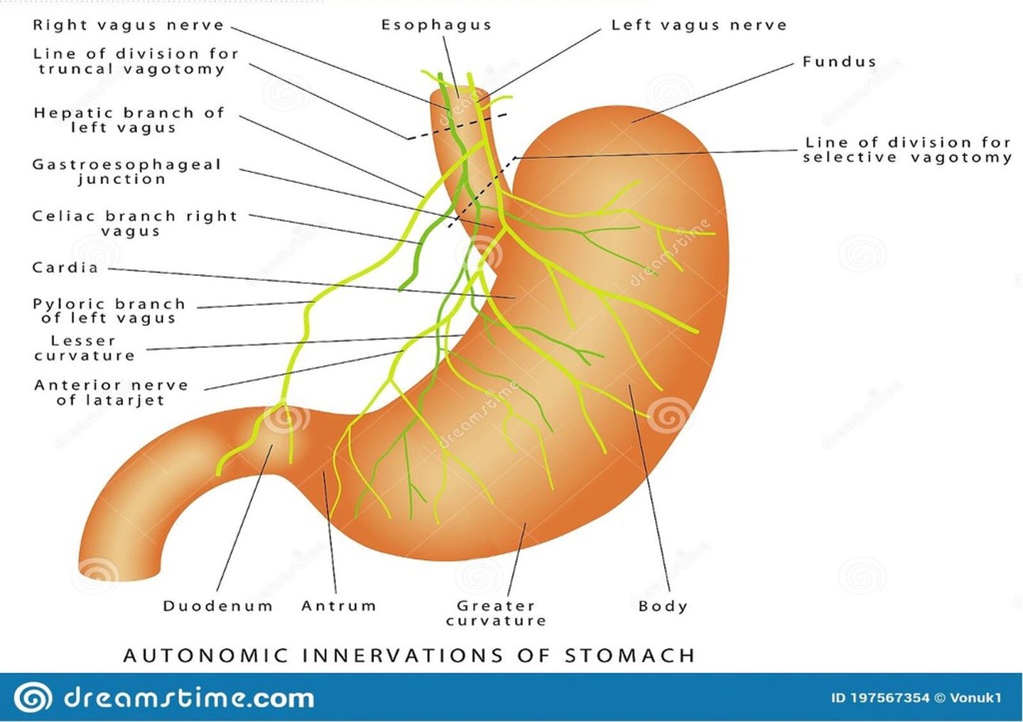 <p>celiac sympathetic plexus and the R/L Vagus N</p>