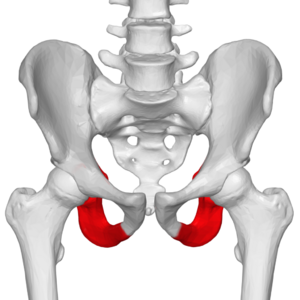<p>pelvis</p>