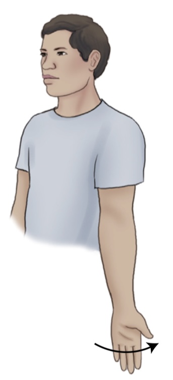 <p>what is the name of the movement where you turn a part of the body outward?</p>