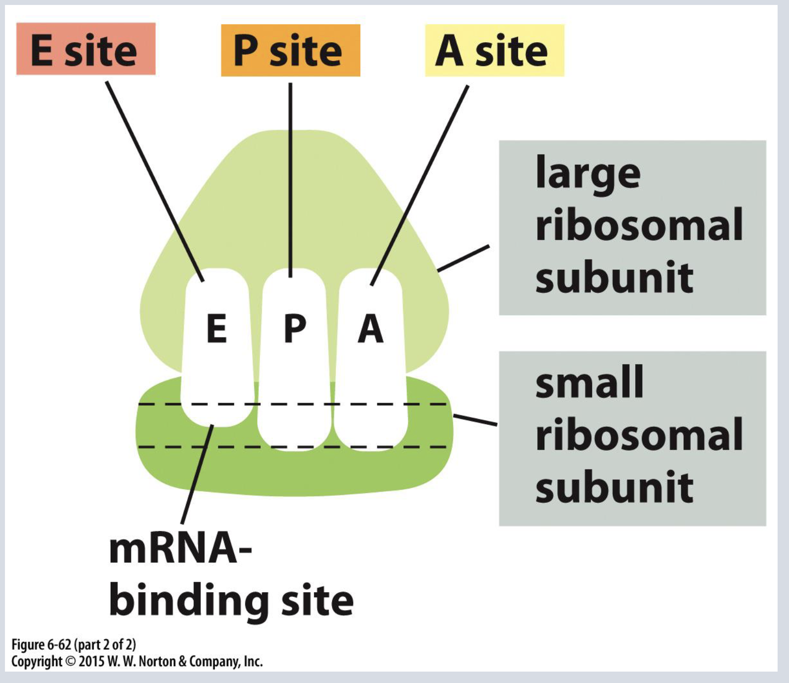 <p>the three sites of association with trna in ribosomes. trna enters in A. </p>