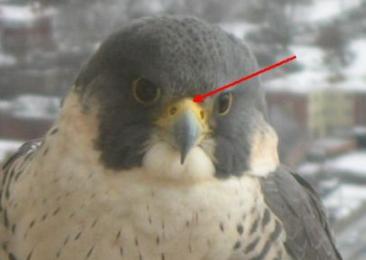 <p>red arrow</p>