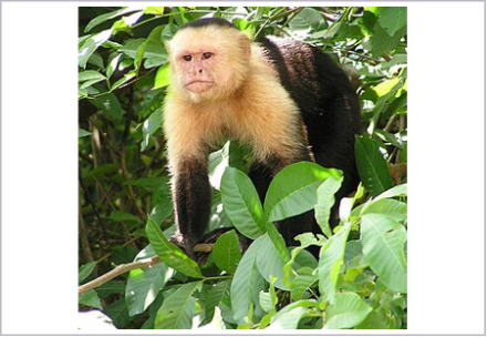 <p>What is the infraclass of the animal shown?</p>