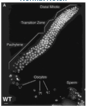 <ul><li><p>Lots of small dividing nuclei around DTC</p></li><li><p>Cells properly develop into sperm and oocytes</p></li></ul><p></p>