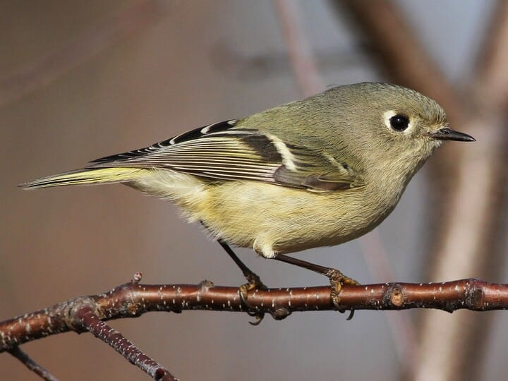 <p>Common name<br>Family</p>