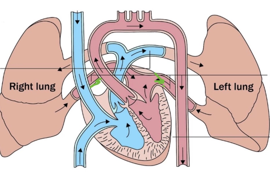 <p><span><span>vessels that carry oxygenated blood from the lungs to the left atrium of the heart.</span></span></p>