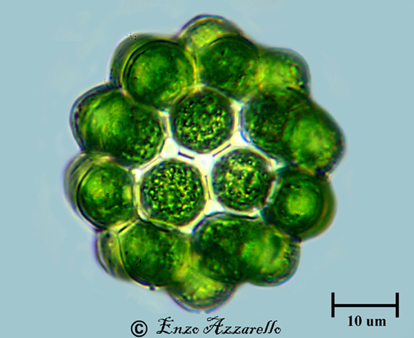 <p>Identify</p>