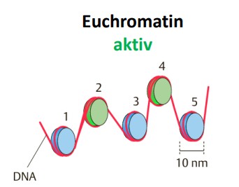 <p>Welche Histonmarkierungen sind typischerweise mit <span style="color: green;">aktivem Euchromatin</span> verbunden?</p>