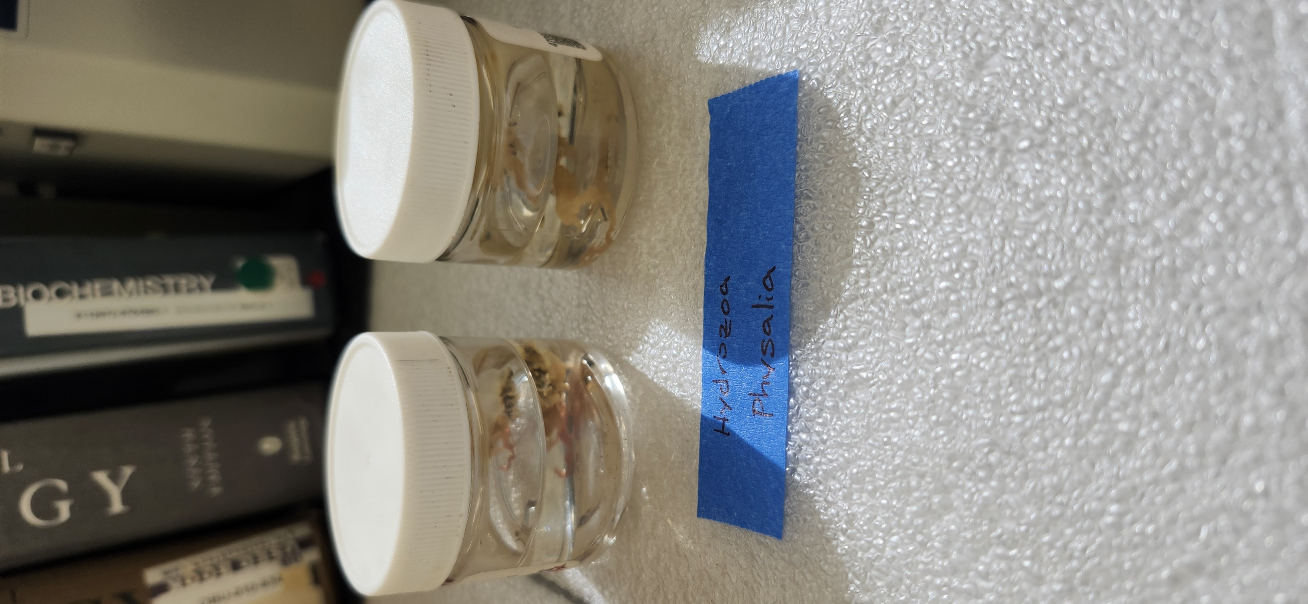 <p>Look at the Physalia specimen</p>