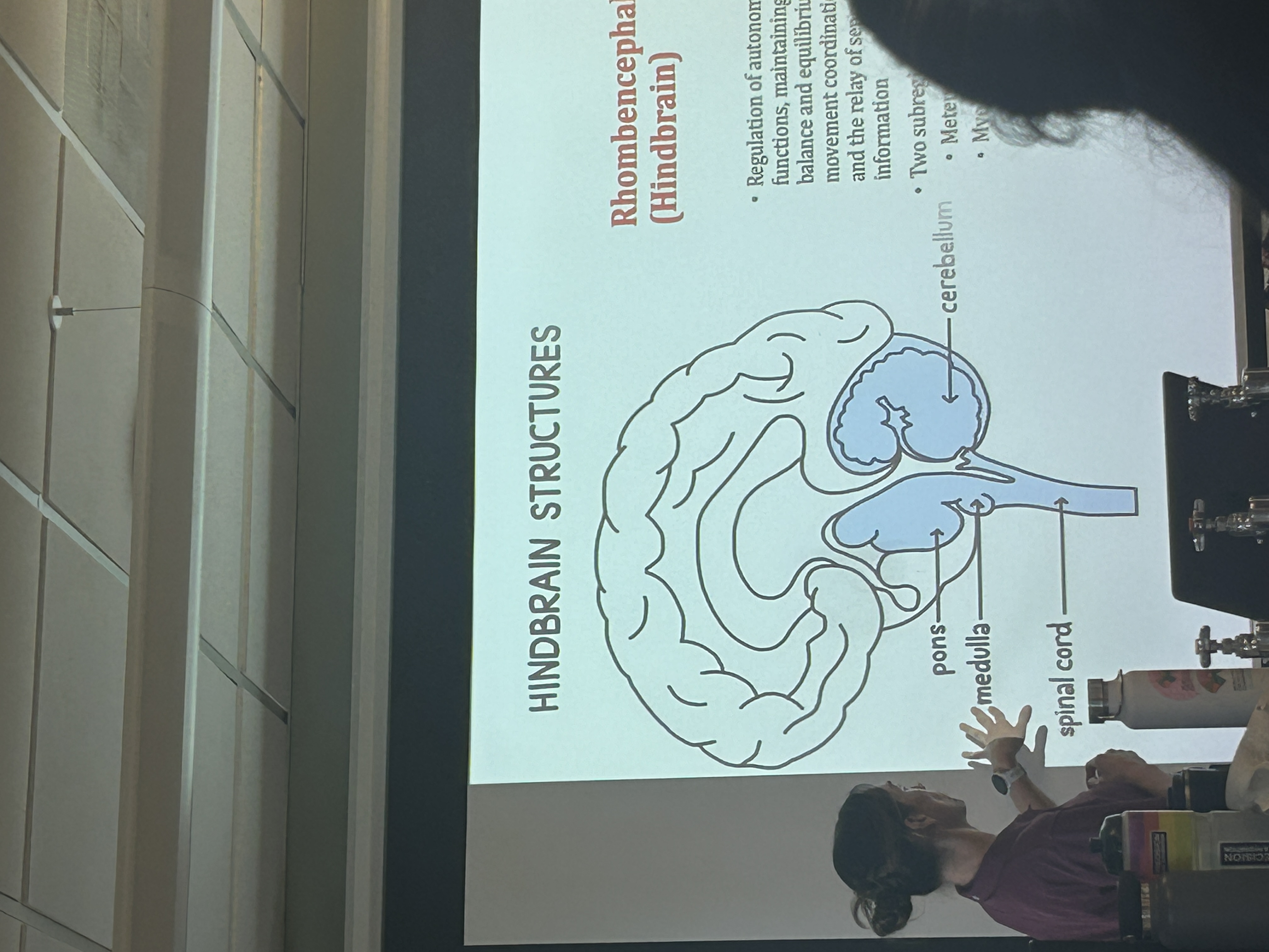 <ul><li><p>regulation of autonomic functions, maintaining balance and equilibrium, movement coordination, and the relay of sensory information</p></li><li><p>Two subregions:<br>- metencephalon<br>- myelencephalon</p></li></ul><p></p>