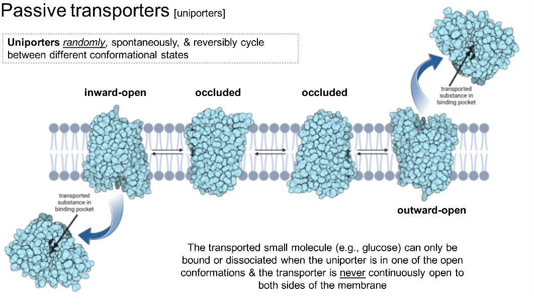 <p><u>randomly</u>, spontaneously & reversibly cycle btwn different conformational states</p><ul><li><p>the transporter is NEVER continuously open to both sides of the membrane</p></li></ul><p></p>