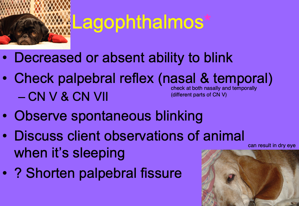 <p>Decreased or absent ability to blink.</p>