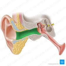 <p>outer ear</p>