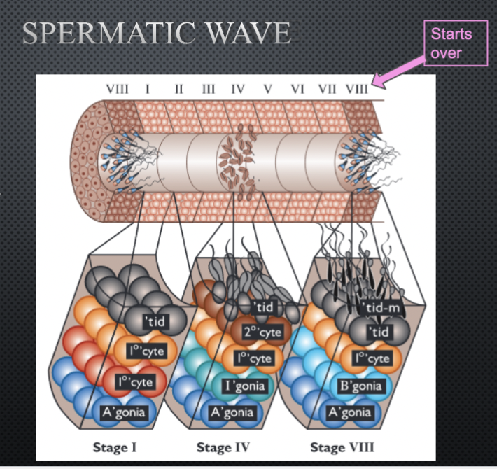<p>the sequential ordering of stages along the length of the seminiferous tubule</p>
