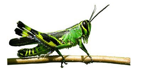 <p>Orthoptera ortho - G, straight; pteron – wing Grasshoppers, crickets, katydids, etc.</p><p></p>
