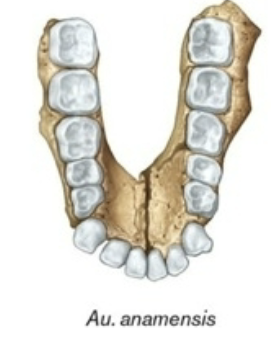 <ul><li><p>bipedal based on shin bone</p></li><li><p>arms and hands adapted to tree climbing</p></li><li><p>non honing canines (larger than humans, smaller than apes)</p></li><li><p>parallel rows of teeth</p></li></ul><p></p>