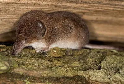 <p>Masked shrew</p>