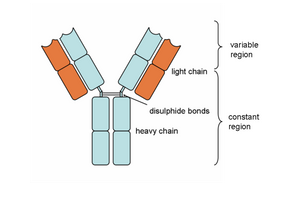 <ul><li><p>an antibody has 2 binding sites, so can bind to 2 pathogens at the same time</p></li><li><p>this means that the pathogens become clumped together - agglutination</p></li><li><p>phagocytes can then bind to the antibodies and phagocytose many pathogens at once</p></li><li><p>this process leads to the destruction of pathogens carrying this antigen in the body</p></li></ul><p></p>