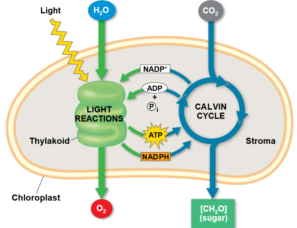 <p><strong>Uses 3 CO₂ → builds 1 G3P (½ glucose) → consumes 9 ATP + 6 NADPH</strong><br><span>(Happens in the stroma, uses ATP + NADPH from light reactions)</span><br><span>(1 Calvin cycle = ½ glucose molecule, 2 Calvin cycles = 1 whole glucose molecule)</span></p>