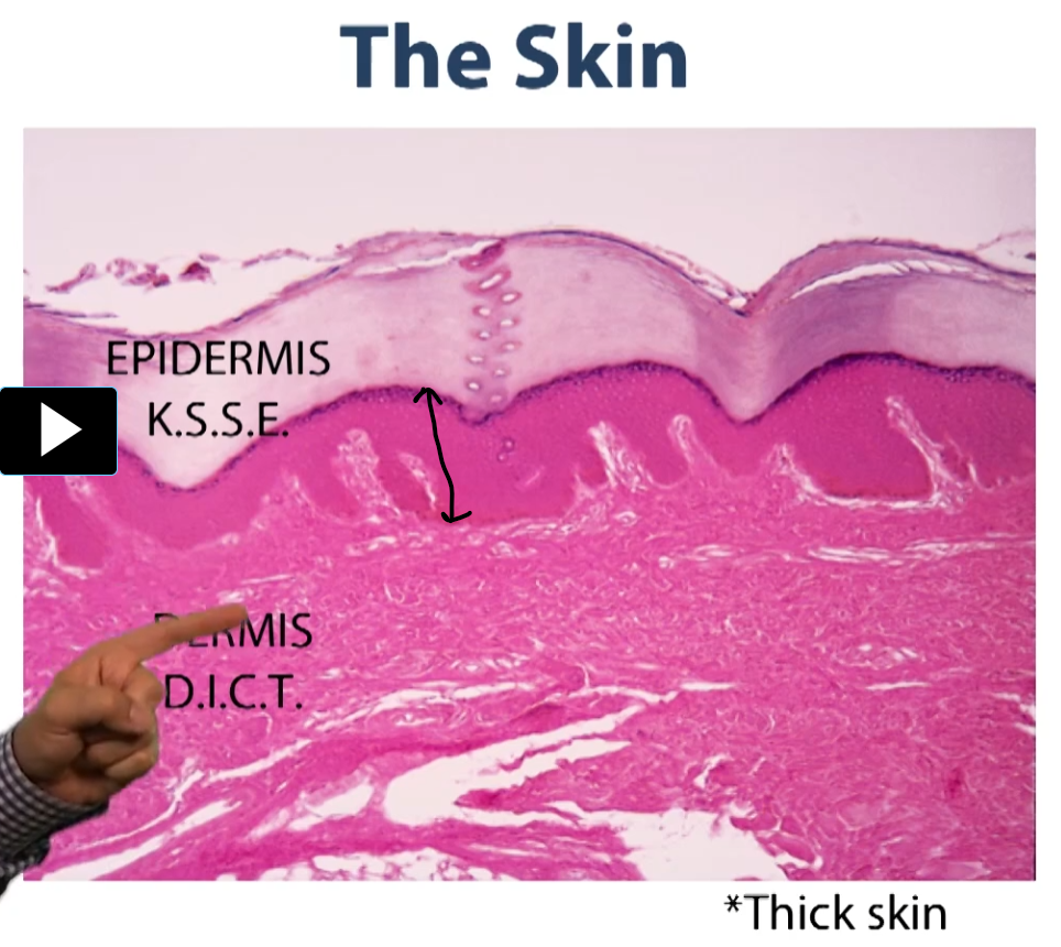 <p>layer of loose connective tissue immediately under the skin</p>