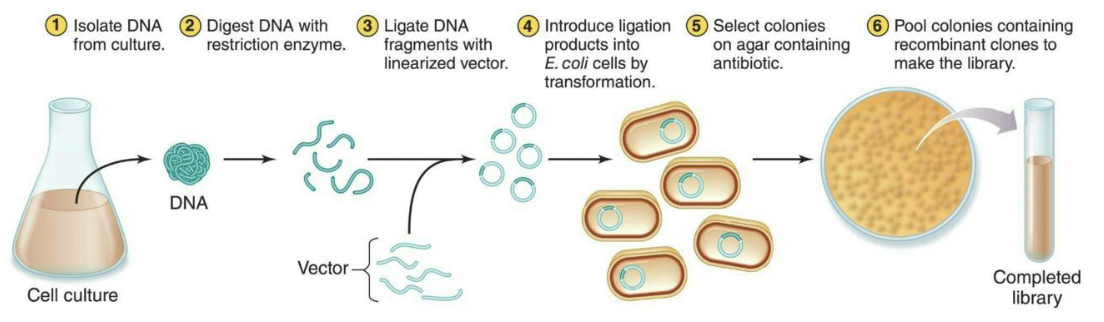 <ul><li><p>Made of the entire genome of an organism.</p></li><li><p>The specific fragments of DNA from the organism are cloned into plasmid vectors.</p><ul><li><p>A genome of interest and a plasmid vector are digested with a restriction enzyme</p></li><li><p>The resulting fragments are mixed and ligated</p></li><li><p>The ligation products are introduced into suitable host cells, usually E. coli</p></li><li><p>Cells containing a plasmid are selected.</p></li></ul></li></ul><p></p>