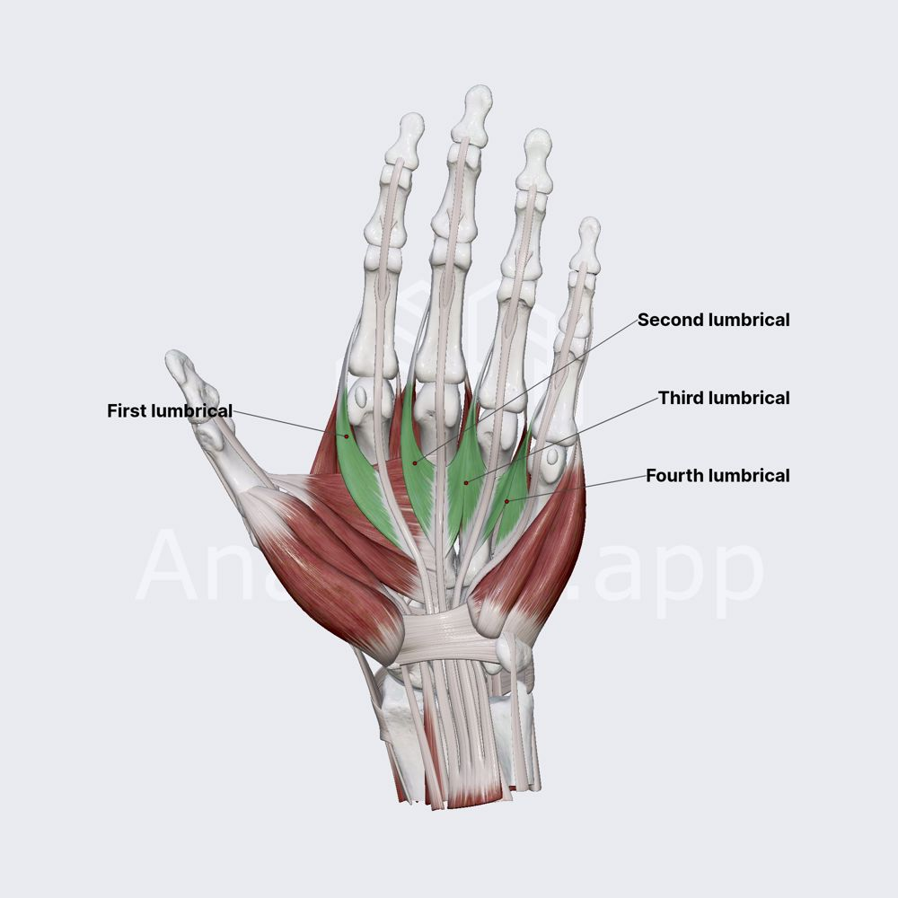 <ul><li><p>the lumbrical muscles are 4 short intrinsic hand muscles located between the metacarpal bones, deep to the palmar fascia</p></li><li><p>flex the fingers at the metacarpophalangeal joints and extend them at the interphalangeal joints</p></li><li><p>important for gripping</p></li></ul><p></p><p>origin → tendons of flexor digitorum profundus muscle</p><p>insertion → extensor expansion of hand</p><p>action → finger flexion at metacarpophalangeal joints 2-5, finger extension at interphalangeal joints 2-5</p><p>innervation → lumbricals 1-2: median nerve (C8-T1)</p><p>→ lumbricals 3-4: ulnar nerve (C8-T1)</p><p>→ mnemonic: <span>'1 2 me, 3 4 u' (One to me, three for you)</span></p><p>blood supply → dorsal carpal arch, superficial palmar arch</p>