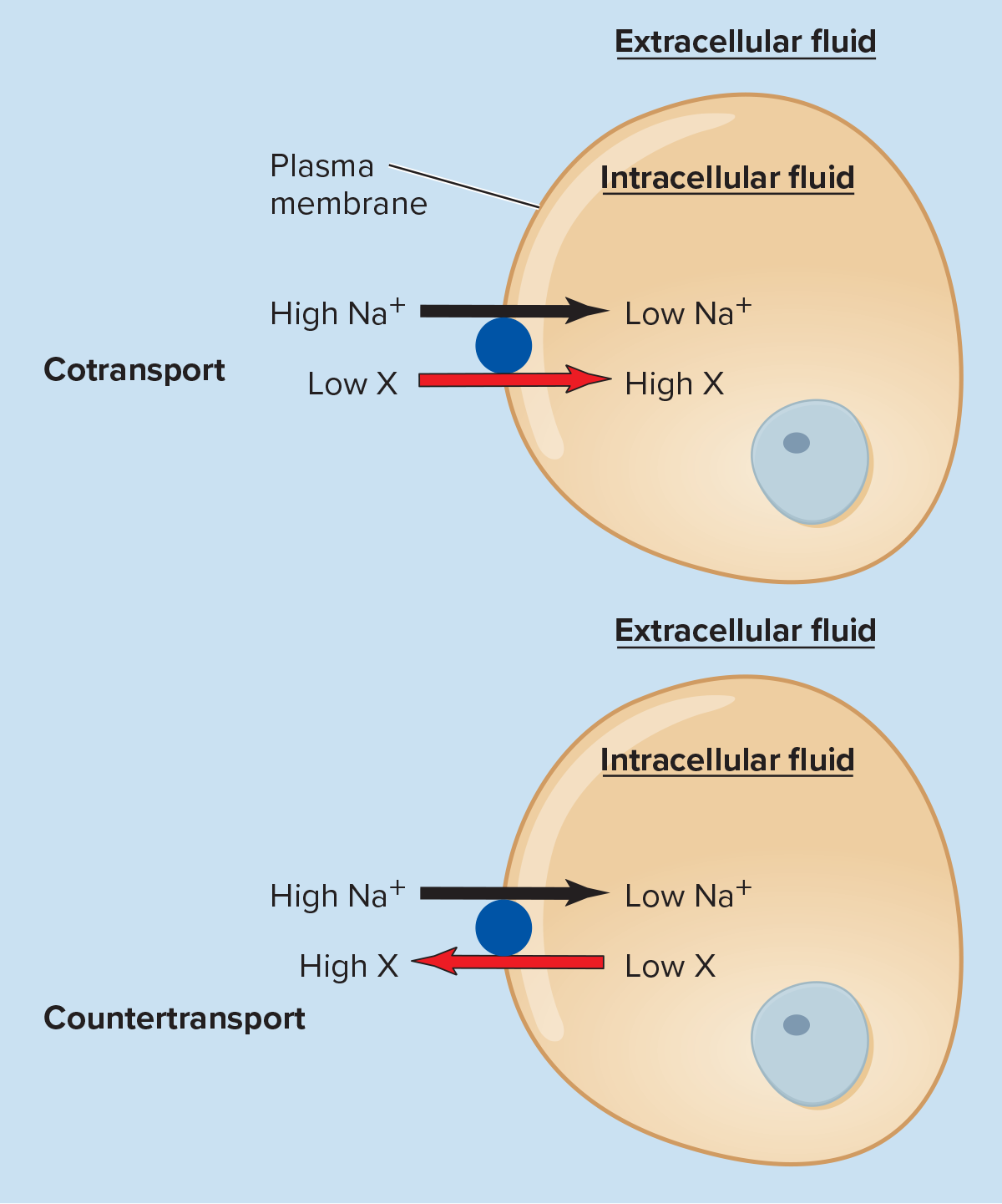 <p><span>Form of secondary active transport in which net movement of actively transported substance and “downhill” movement of molecule supplying the energy are in the same direction</span></p>