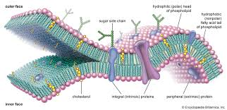 <p>plasma membrane characteristics and functions</p>