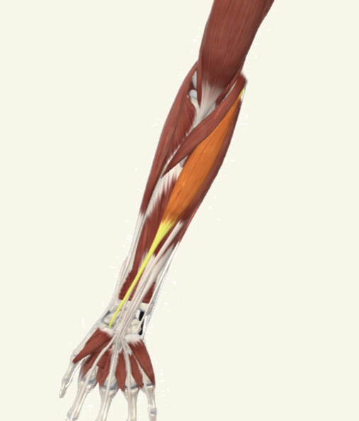<p>flexor carpi radialis Actions</p>