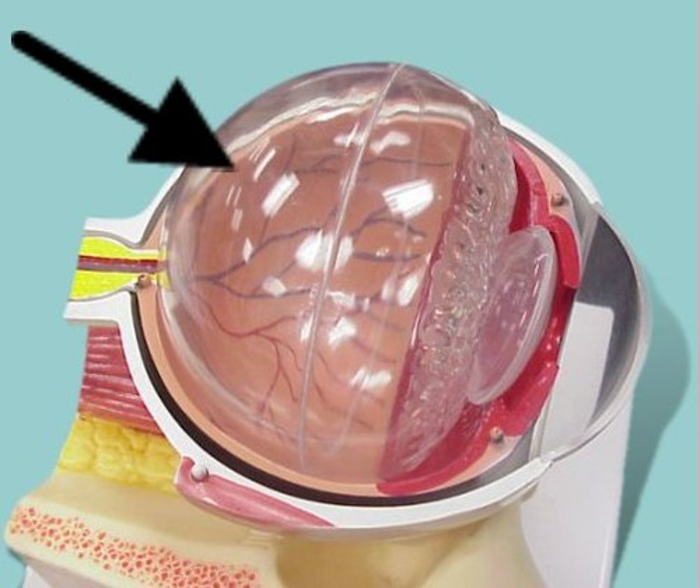 <p>Name this chamber of the eyeball</p>