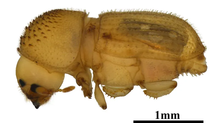 <p>this recently pupated bark beetle is known as a _________ ______</p>