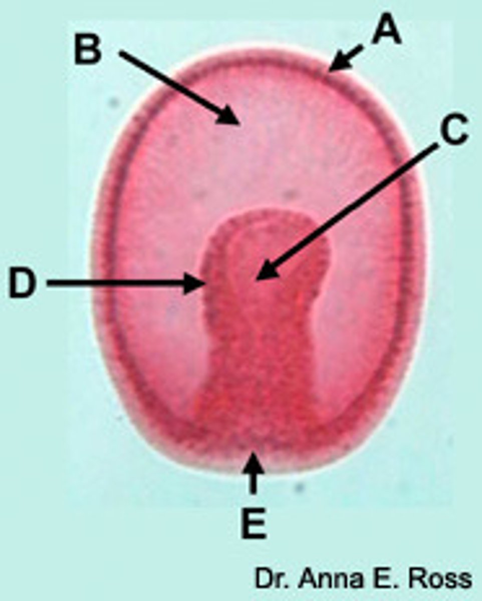<p>Germ layer forming digestive/respiratory tract linings and associated organs. (c)</p>