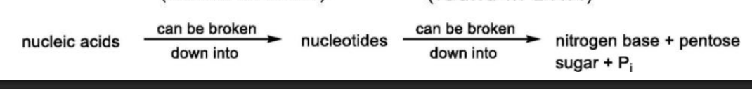 <p>Nucleic acids are long chains of nucleotides </p>