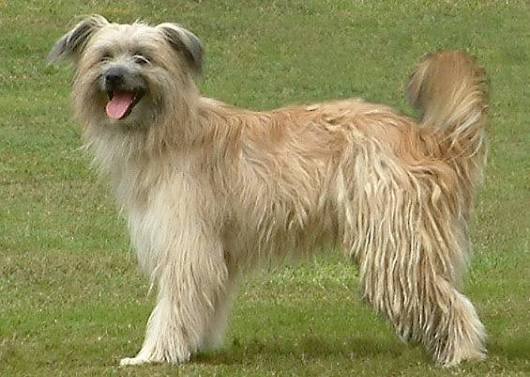 <p>Berger des Pyrénées </p><p>-petit </p><p>-hurle </p><p>-protecteur et affectueux </p><p>-sportif et bon niveau d’énergie </p>