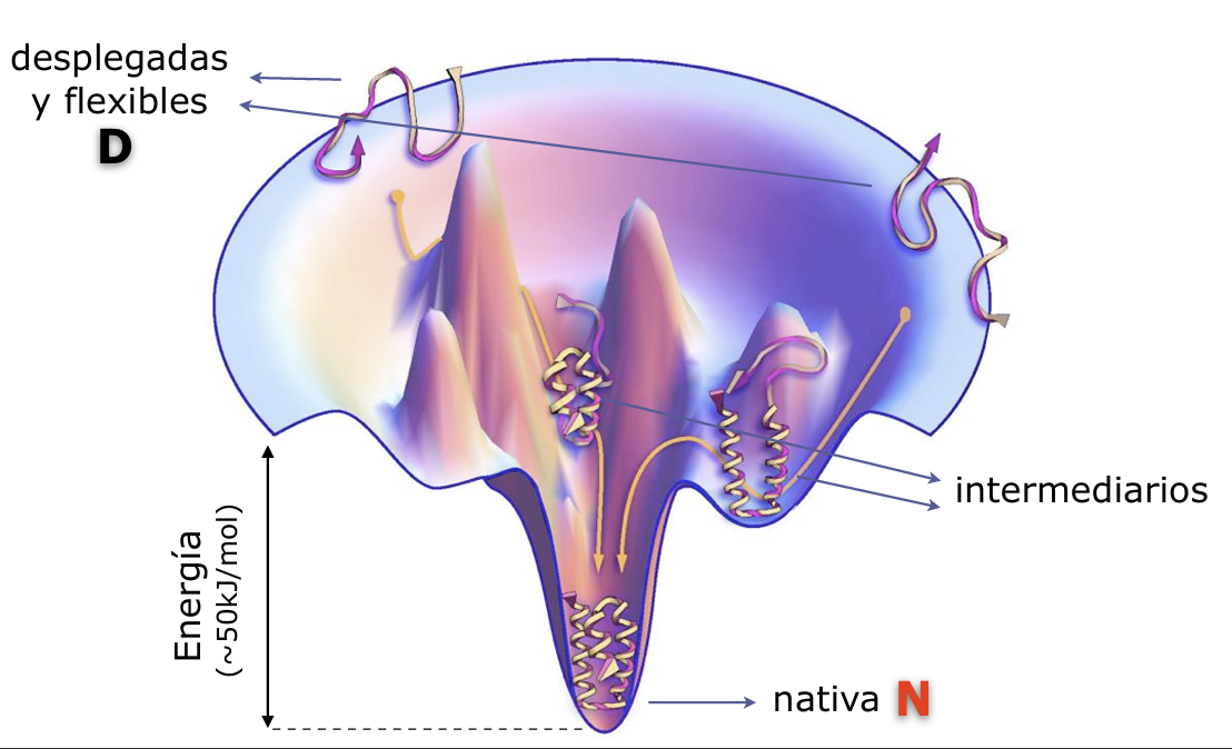 <p>Representan <strong>intermediarios de plegamiento</strong> que corresponden a <strong>mínimos locales de energía</strong>. Son estados parcialmente plegados y localmente estables que actúan como pasos intermedios, facilitando el avance dirigido de la cadena hacia la conformación nativa sin necesidad de muestreo aleatorio total</p>