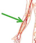 <p>Radial, brachial, femoral, and carotid arteries.</p>